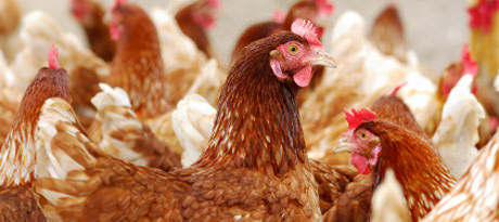 Chicken