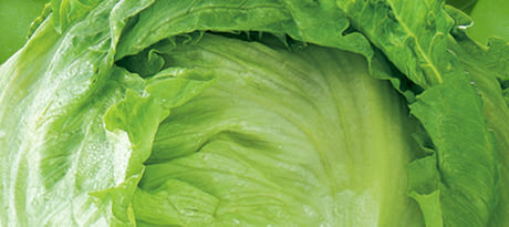 Lettuce